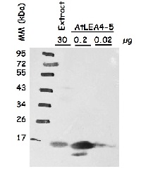 LEA4-5 | Late embryogenesis abundant protein 4-5 (affinity purified) in the group Antibodies Plant/Algal / Environmental Stress / Drought stress at Agrisera AB (Antibodies for research) (AS13 2758A)